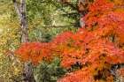USA, Minnesota, Superior National Forest. Autumn colors in maple tree. Art Print